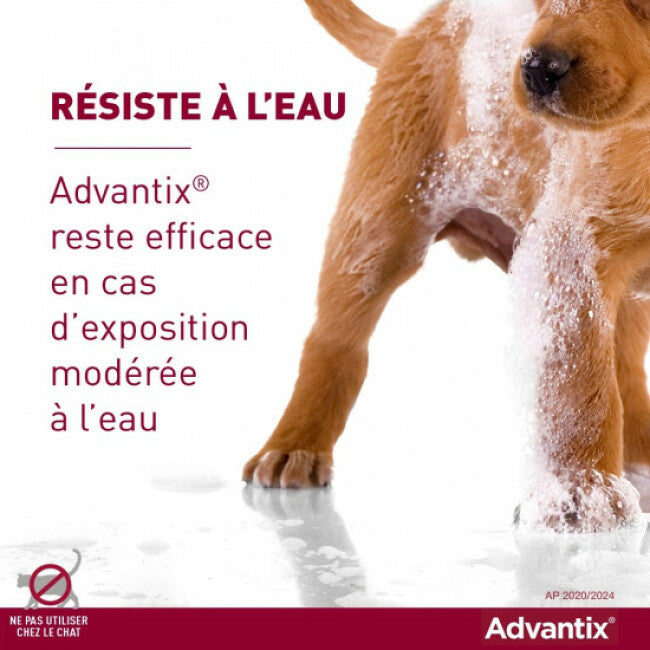 Advantix soin antiparasitaire pour chiens