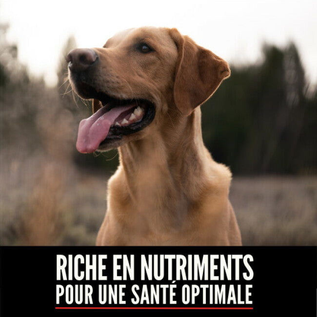 Orijen Original sans céréales pour chien